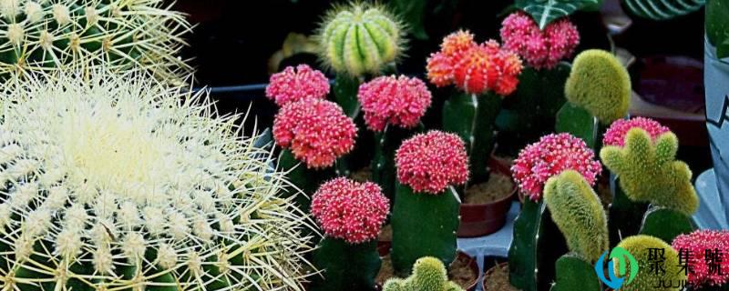 详细阅读:介绍仙人掌的特点 介绍仙人掌的特点