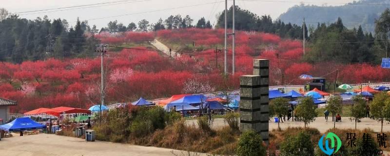 苏山坪在巴中哪里