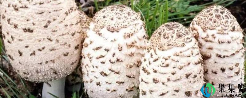 草坪上常见的蘑菇