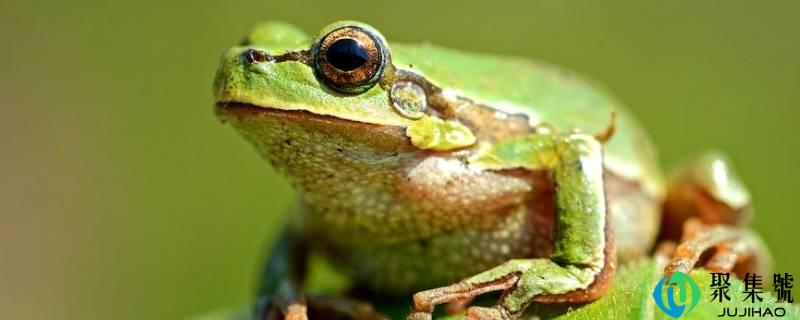 青蛙是哺乳动物吗