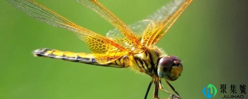 详细阅读:蜻蜓的一生要履历哪些阶段 蜻蜓的一生要履历哪些阶段