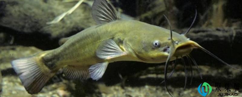 江团鱼与胡须鱼有什么区别