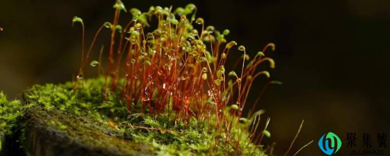苔花的精神品量是什么