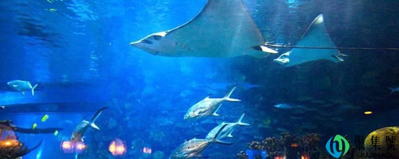 海底的小动物有哪些