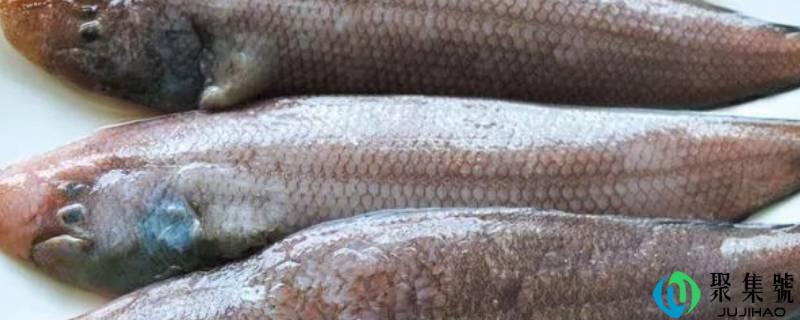 龙利鱼热量高吗