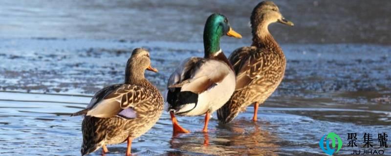 野鸭子吃什么食物
