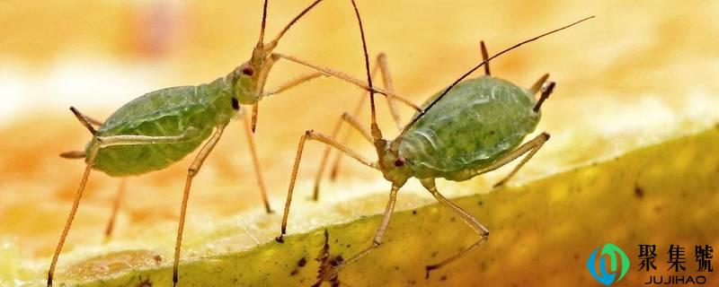 详细阅读:蚜虫是什么虫 蚜虫是什么虫