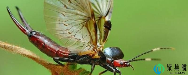 蠼螋如何彻底去除