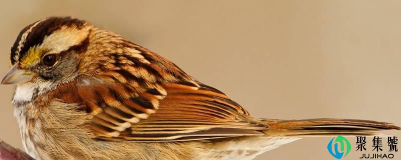 麻雀有什么本事