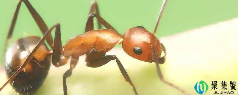 小黄家蚁的窝一般在哪