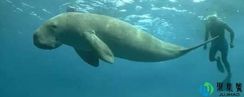 儒艮为什么叫美人鱼