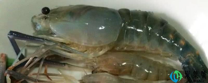 大头虾怎么处置清洁