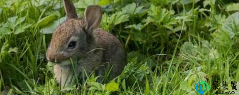 野兔子怎么过冬