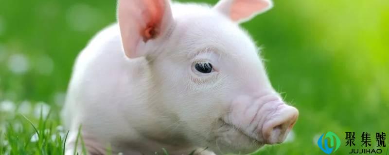 详细阅读:猪身上的梅花肉是哪个部位 猪身上的梅花肉是哪个部位