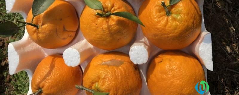 粑粑柑与丑橘有什么差别