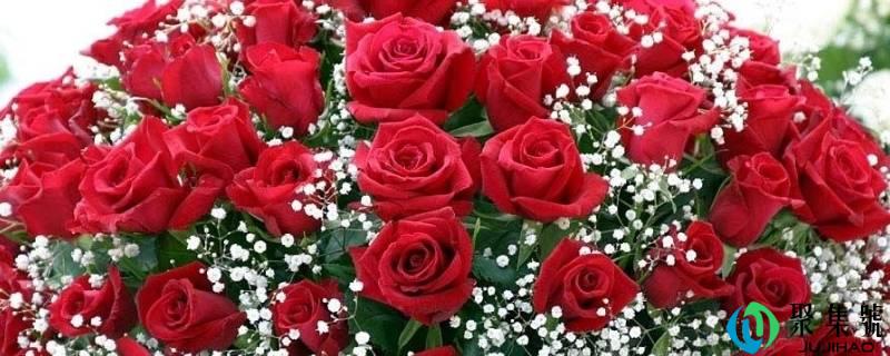 6收玫瑰花语是什么