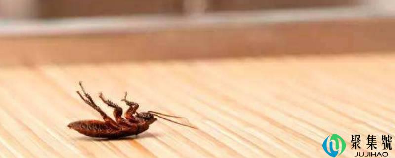 臭球能够驱逐蟑螂吗