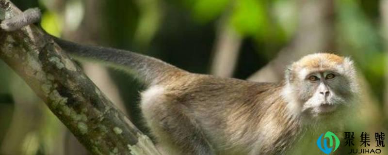 山公的尾巴有什么用途