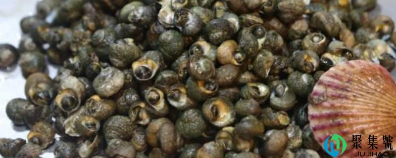 详细阅读:小海螺煮多久 小海螺煮多久