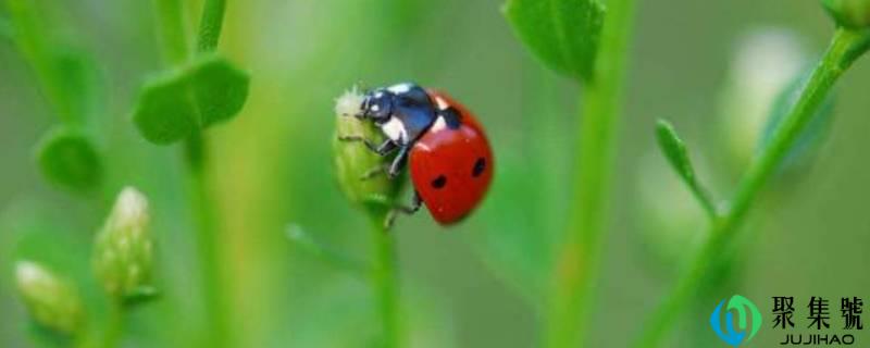七星瓢虫的介绍