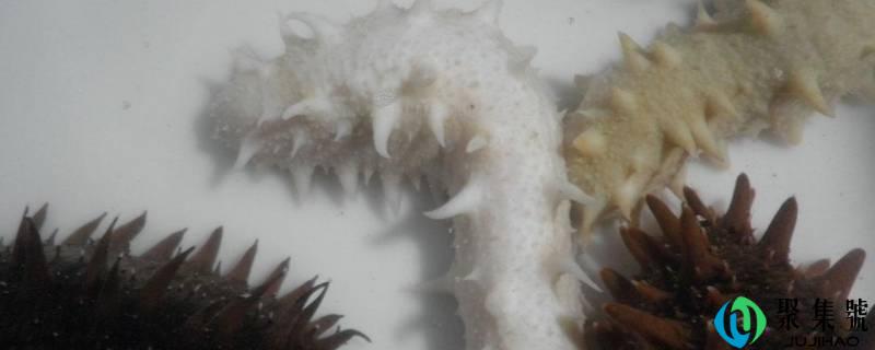印尼白刺参是海参吗