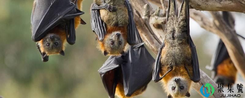 详细阅读:蝙蝠怕什么气息和工具 蝙蝠怕什么气息和工具