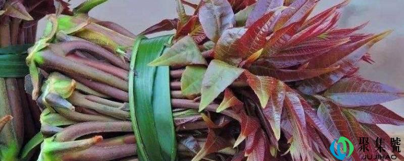 详细阅读:香椿什么时候抽芽 香椿什么时候抽芽