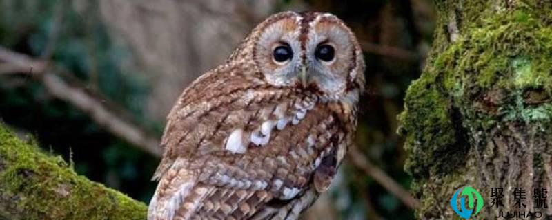 详细阅读:夜间飞翔的鸟类有哪些 夜间飞翔的鸟类有哪些