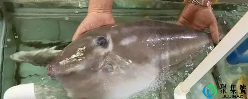 什么鱼只要一根主刺