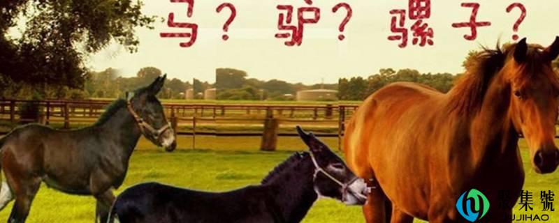 详细阅读:马和骡子和驴的关系和区别 马和骡子和驴的关系和区别