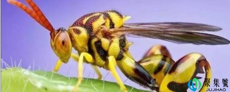 蚂蜂与马蜂区别