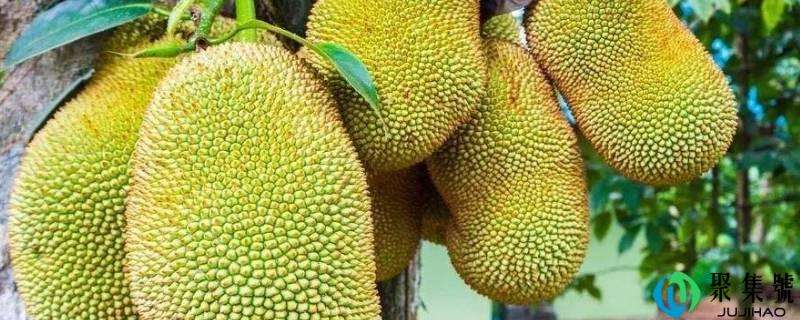 菠萝蜜的成效