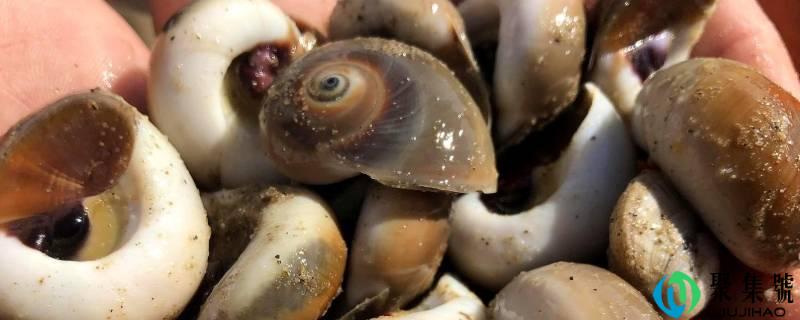 猫眼螺怎么清洗