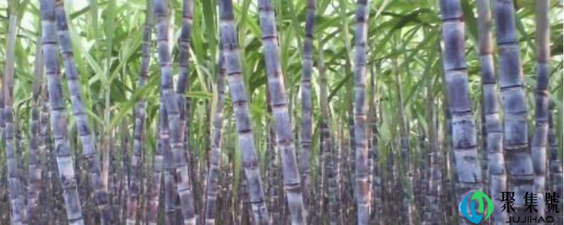甘蔗节能够吃吗