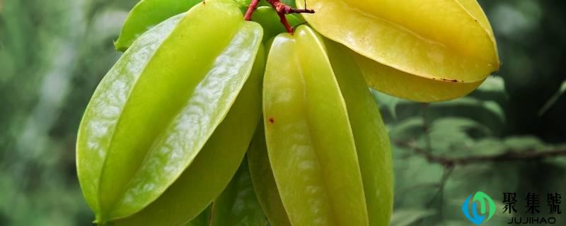 详细阅读:洋桃果的外形 洋桃果的外形