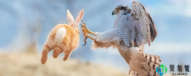 详细阅读:黄鹰是什么鹰 黄鹰是什么鹰