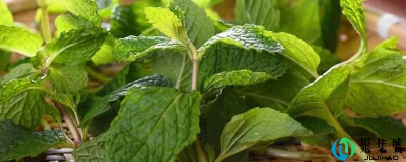 薄荷叶有什么感化吗