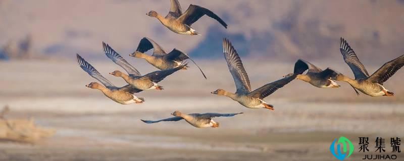 大雁往南飞的原因是什么