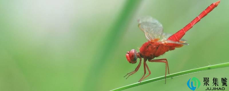 详细阅读:蜻蜓飞的低是什么意思 蜻蜓飞的低是什么意思