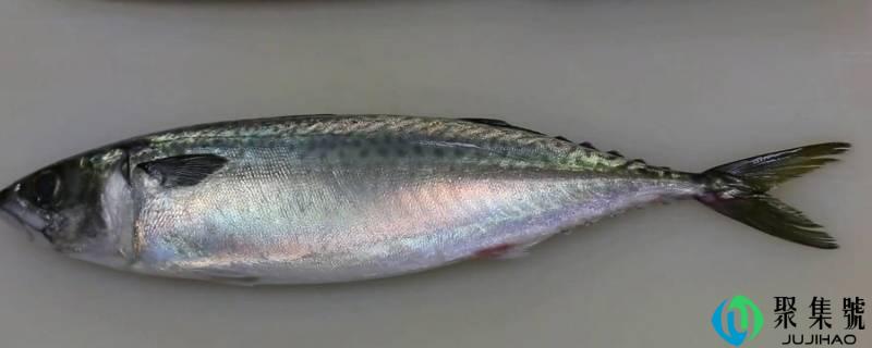 常吃的鲭鱼是深海鱼吗