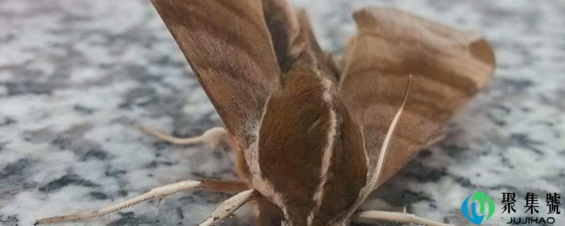 家里有飞蛾怎么覆灭