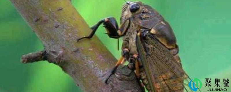 详细阅读:蝉鸣的寓意和象征 蝉鸣的寓意和象征