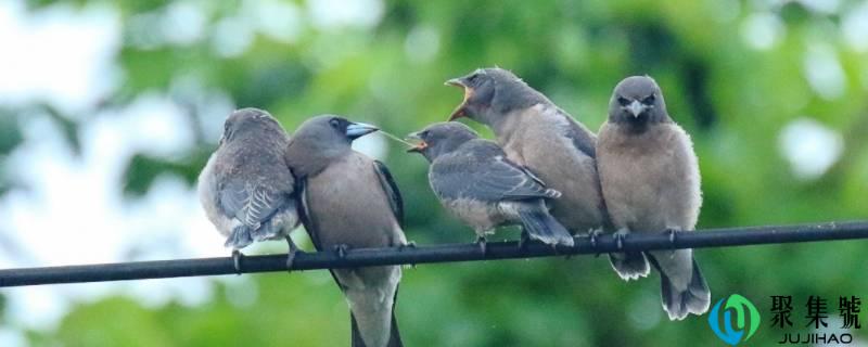 灰燕鵙是国度庇护动物吗