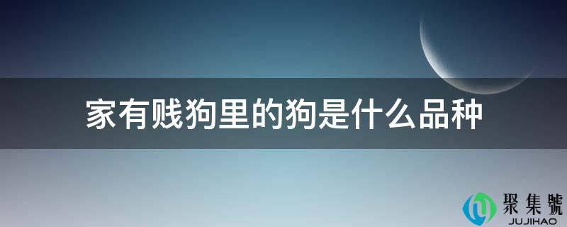 详细阅读:家有贱狗里的狗是什么品种 家有贱狗里的狗是什么品种