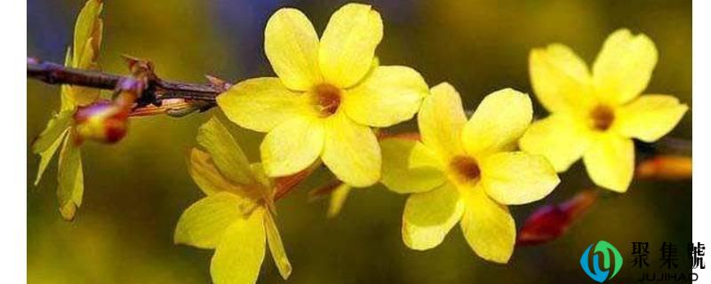 迎春花是什么颜色