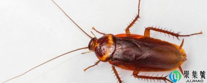 房间有一只会飞的蟑螂怎么办