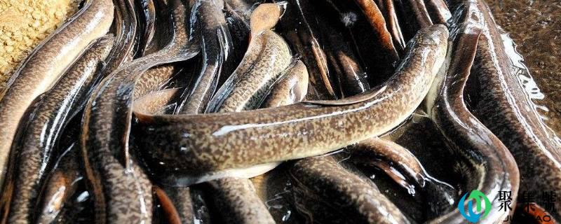 详细阅读:河鳗怎么杀怎么洗 河鳗怎么杀怎么洗