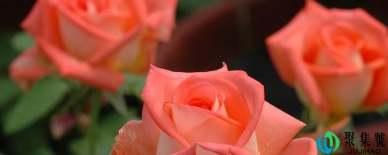 玫瑰花一朵几片花瓣