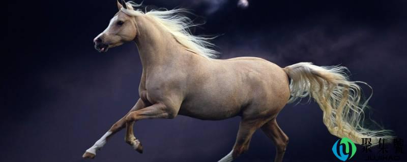 详细阅读:马能够活几年 马能够活几年