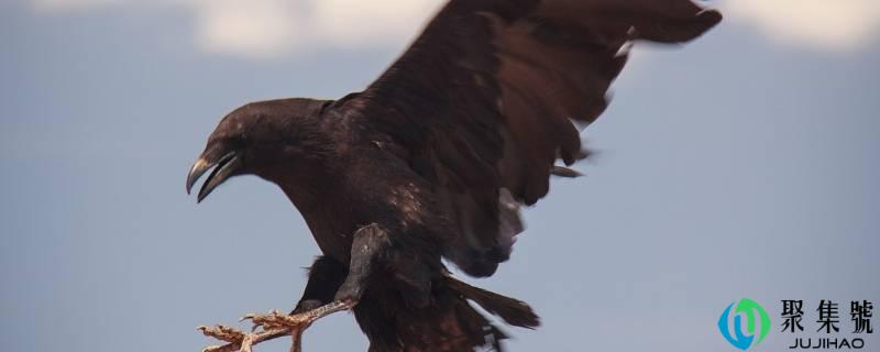 常见鸟类的本事